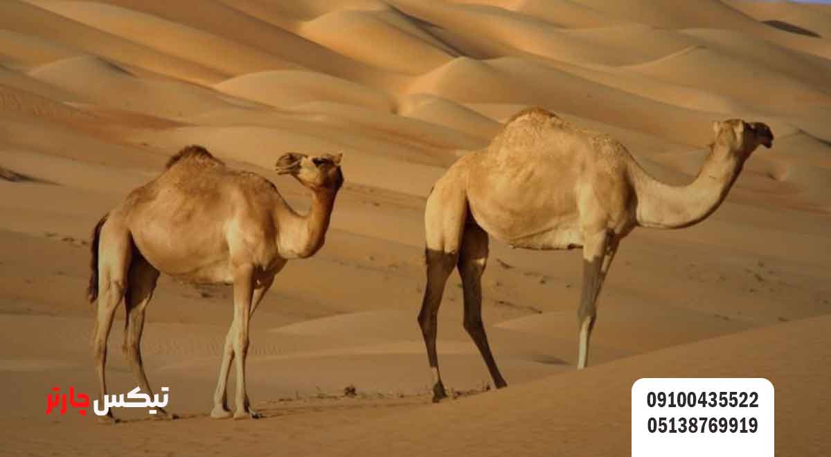 آب-و-هوای-کشور-عمان-تیکس چارتر
